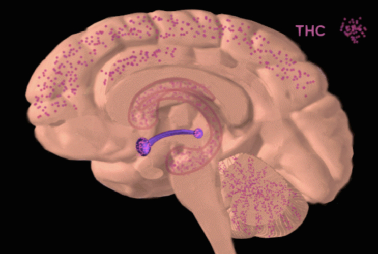 THC binding in brain