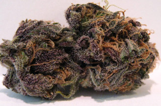 purple_marijuana_bud
